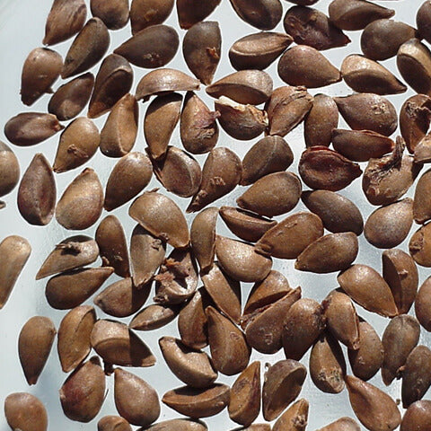 Antonovka Apple Seeds