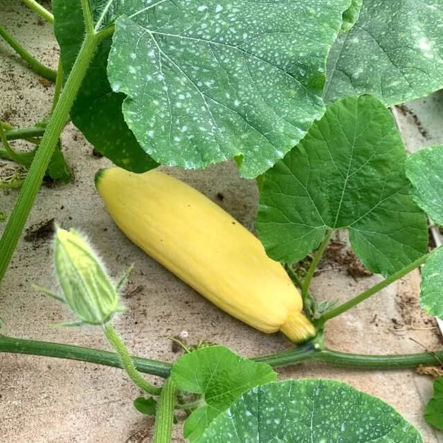 Appalachian Candy Roaster Seeds - Vegetable Plant
