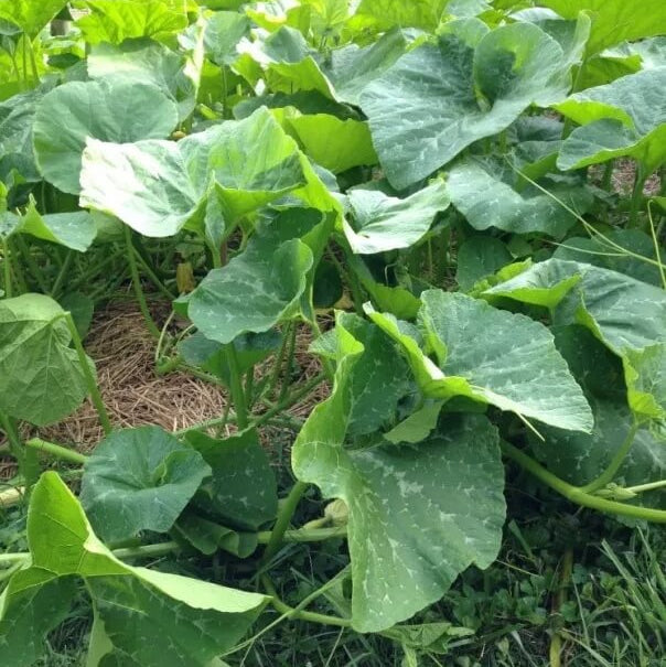 Appalachian Candy Roaster Seeds - Vegetable Plant