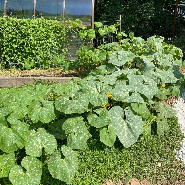
Appalachian Squash Seeds - Vegetable Plant

