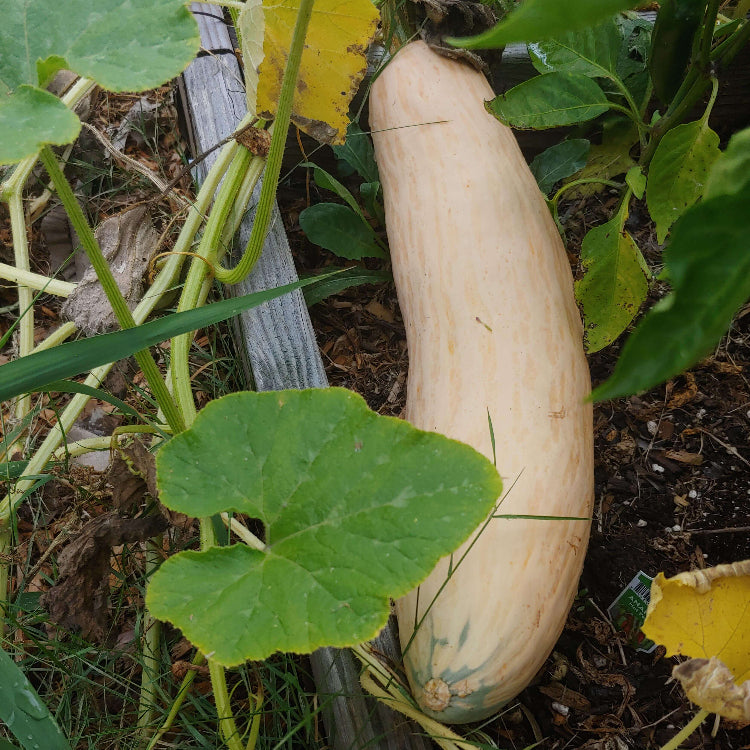 
Appalachian Squash Seeds - Vegetable Plant
