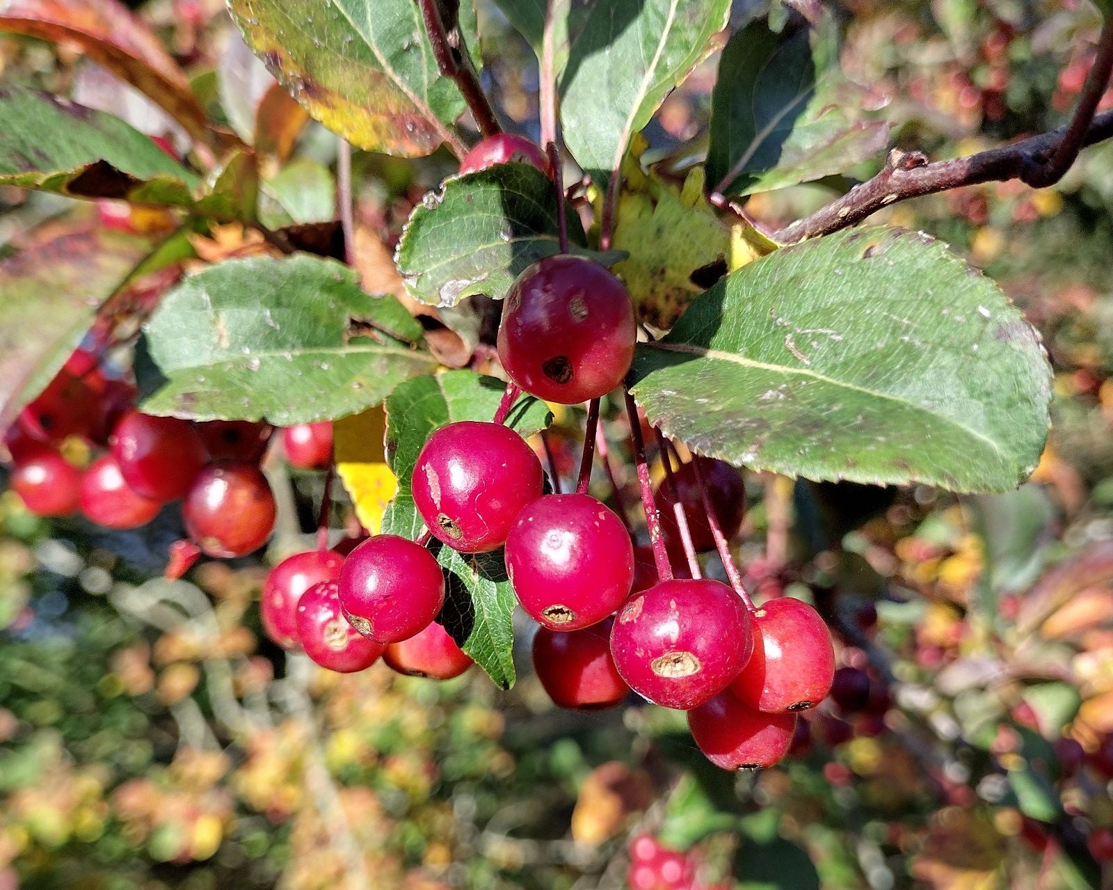 Apple Seeds - Malus Hupehensis
