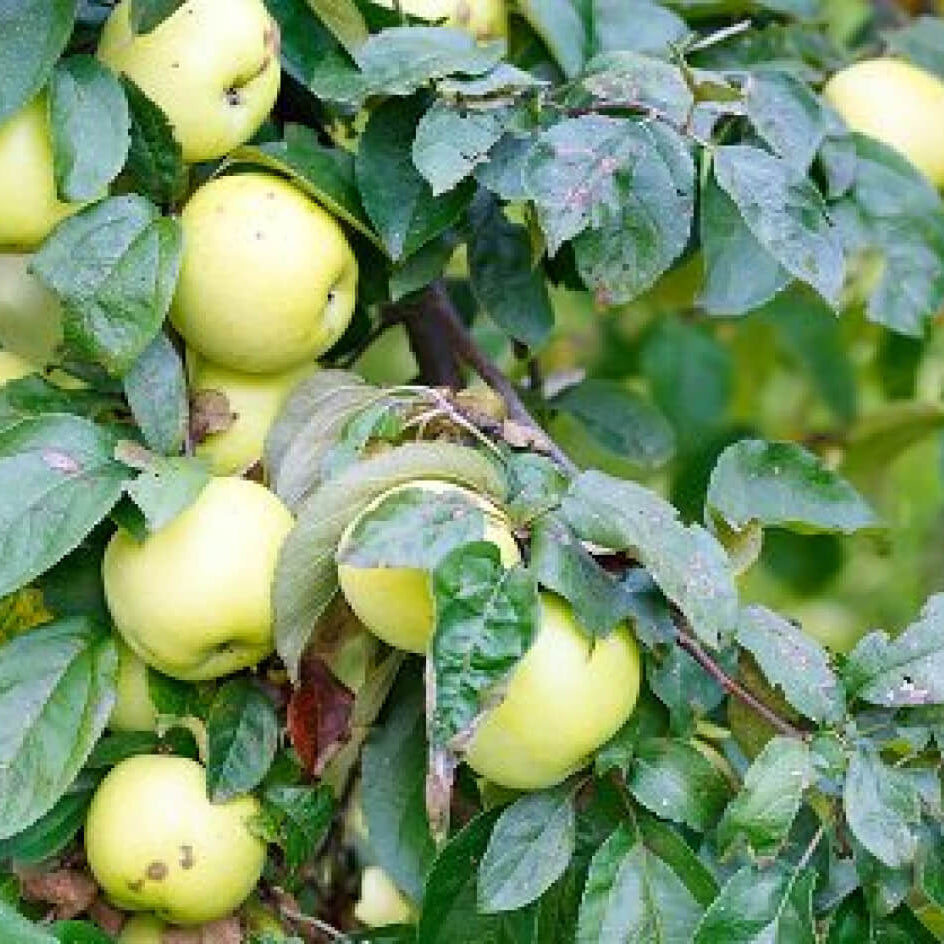 Apple Seeds – Antonovka