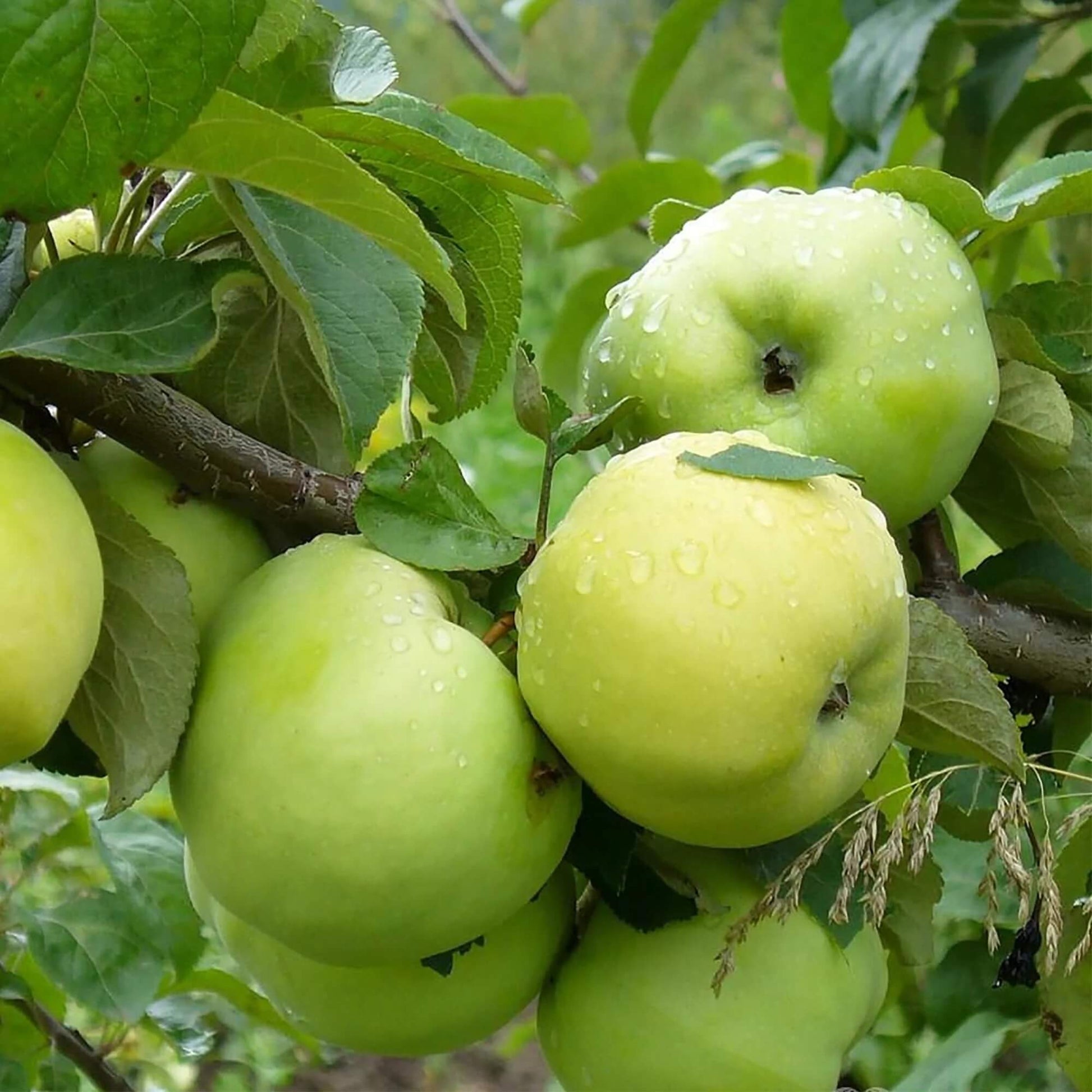 Apple Seeds – Antonovka