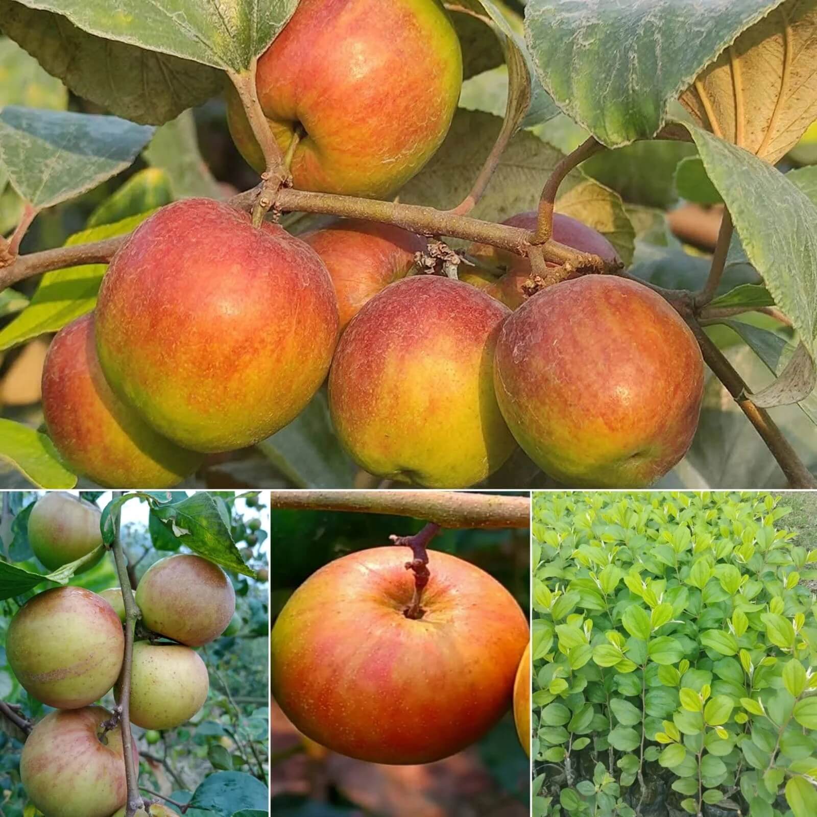 Apple Seeds – Ball Sundari Ber