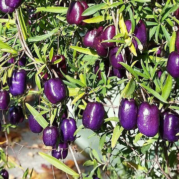 Apple Berry Seeds – Purple