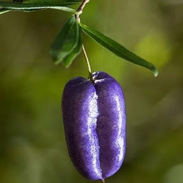 Apple Berry Seeds – Purple