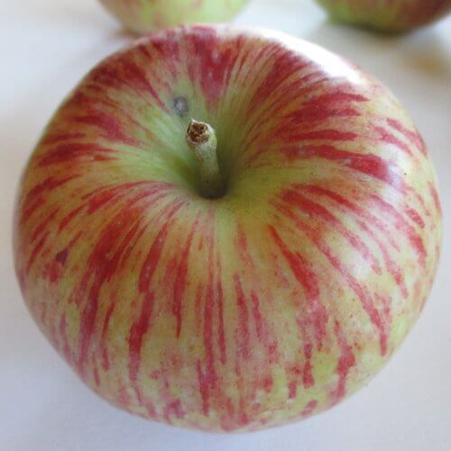 Apple Seeds – Bi-Color & Striped