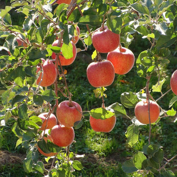 Apple Seeds – Braeburn