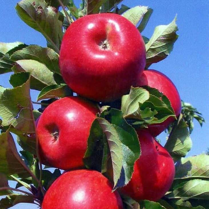 Apple Seeds – Braeburn