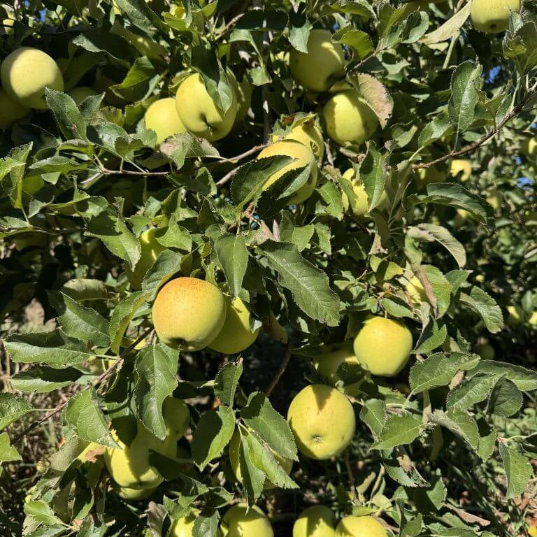 Apple Seeds – Crispin