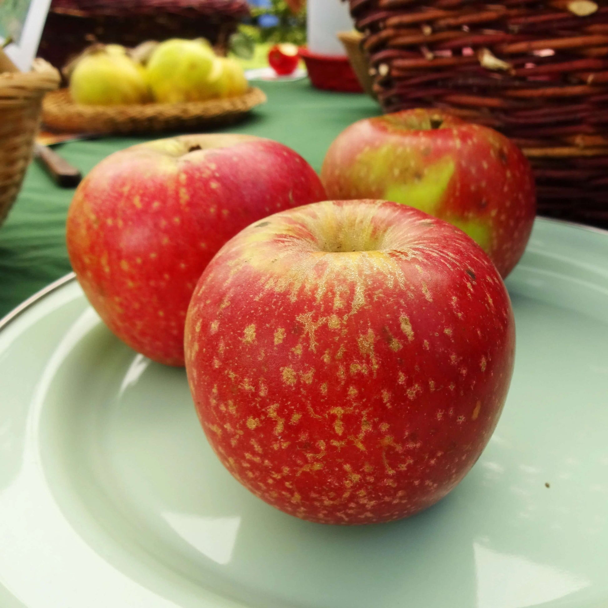Apple Seeds – Esopus Spitzenburg