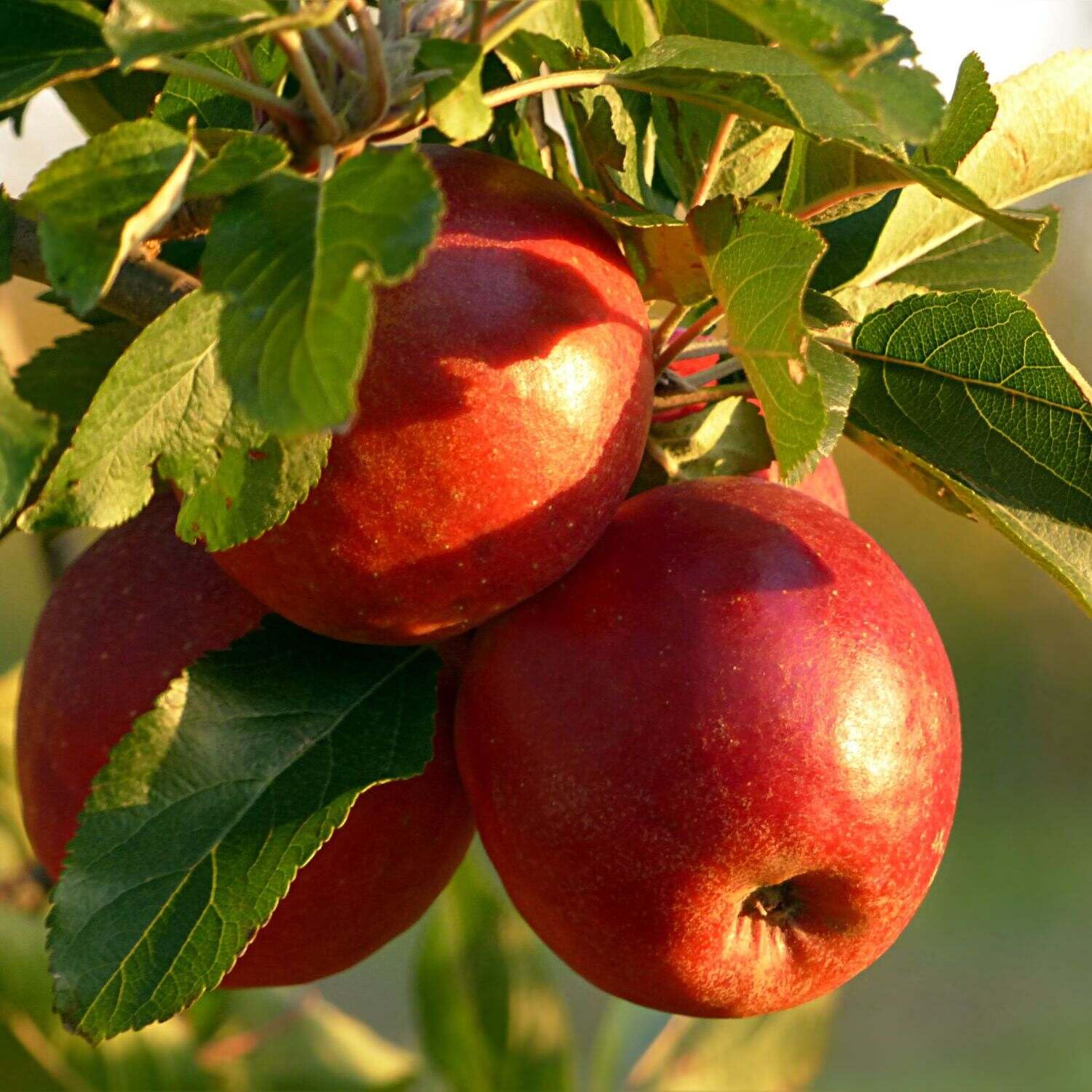 Apple Seeds – Fuji
