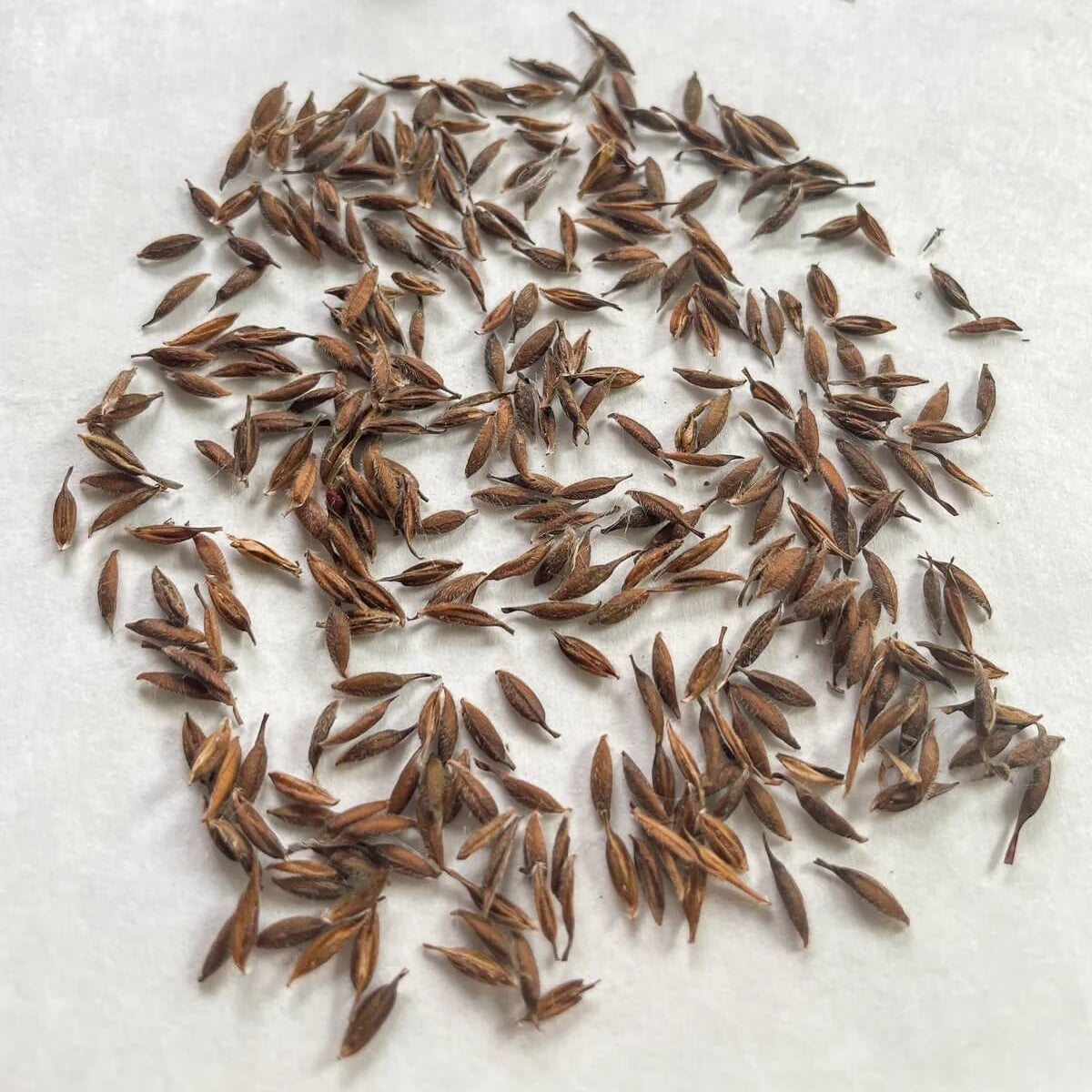 Apple Geranium Seeds 
