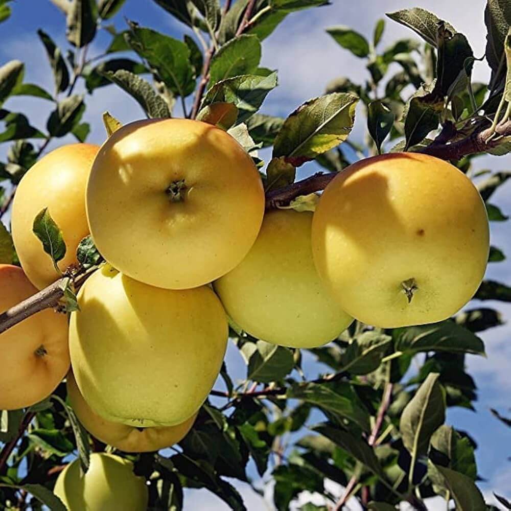 Apple Seeds – Golden Yellow