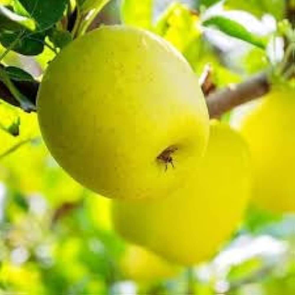 Apple Seeds – Golden Yellow