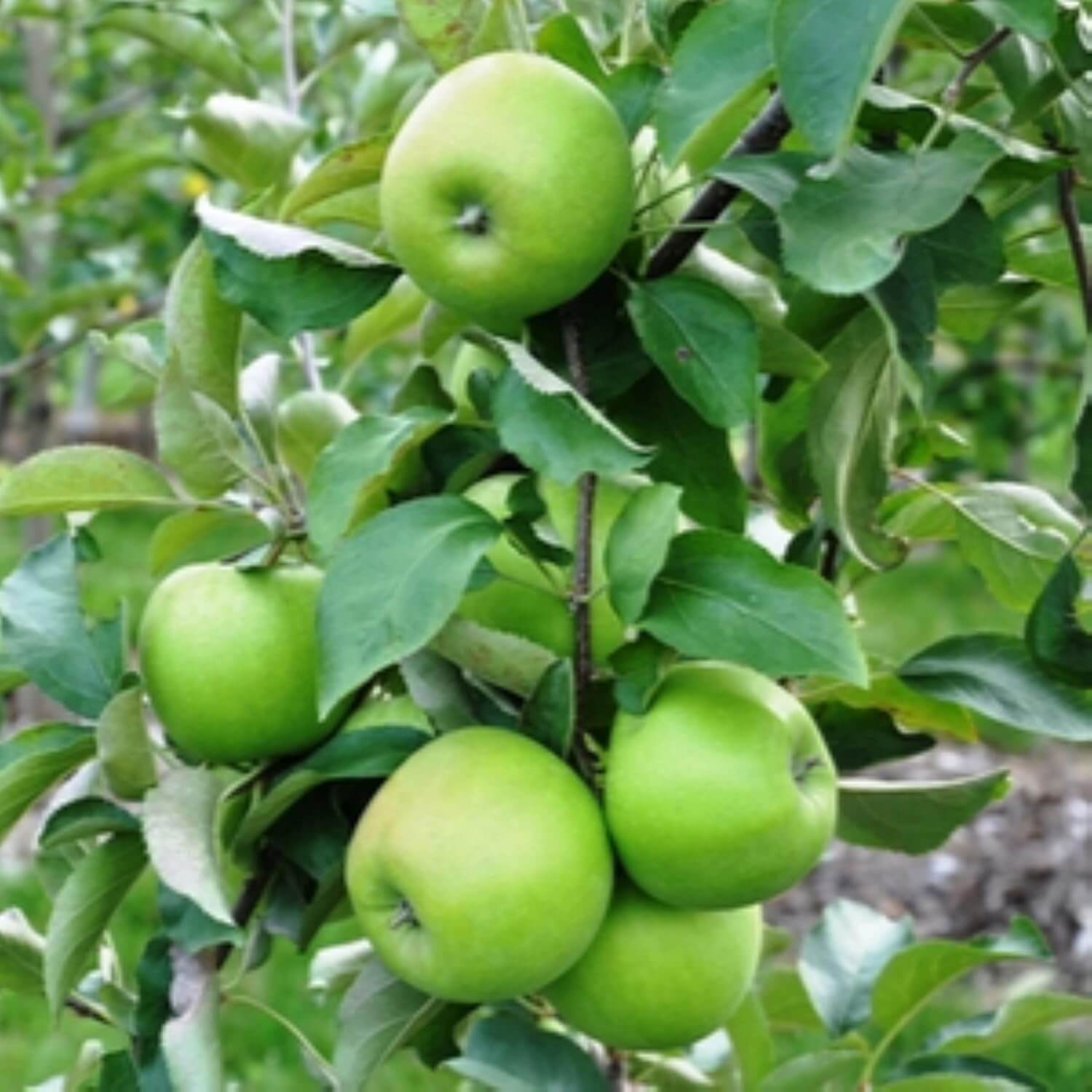 Apple Seeds – Granny Smith