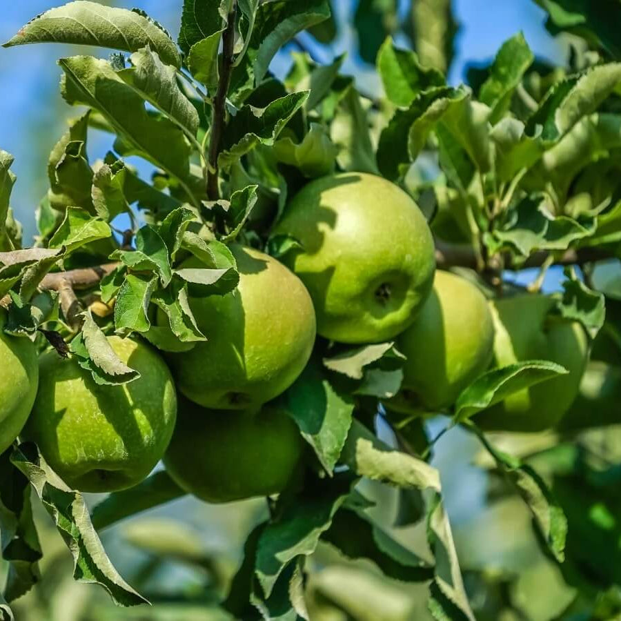 Apple Seeds – Granny Smith