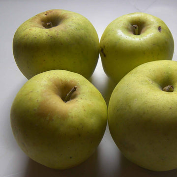 Apple Seeds – Grimes Golden