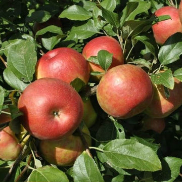 Apple Seeds – Honeycrisp