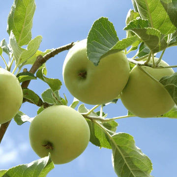 Apple Seeds – Light Green