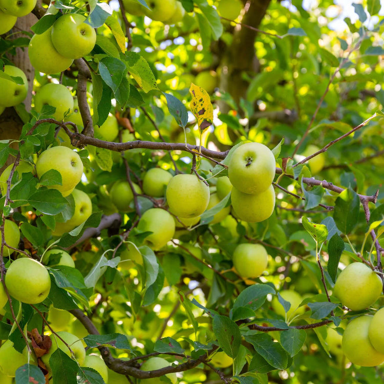 Apple Seeds – Light Green