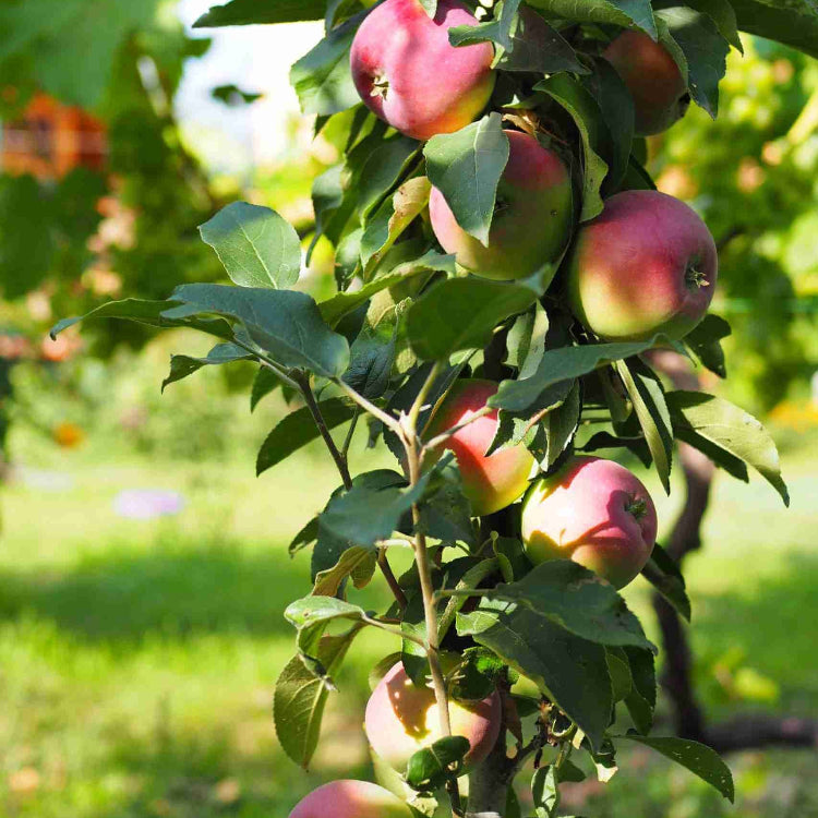 Apple Seeds – Pink and Green