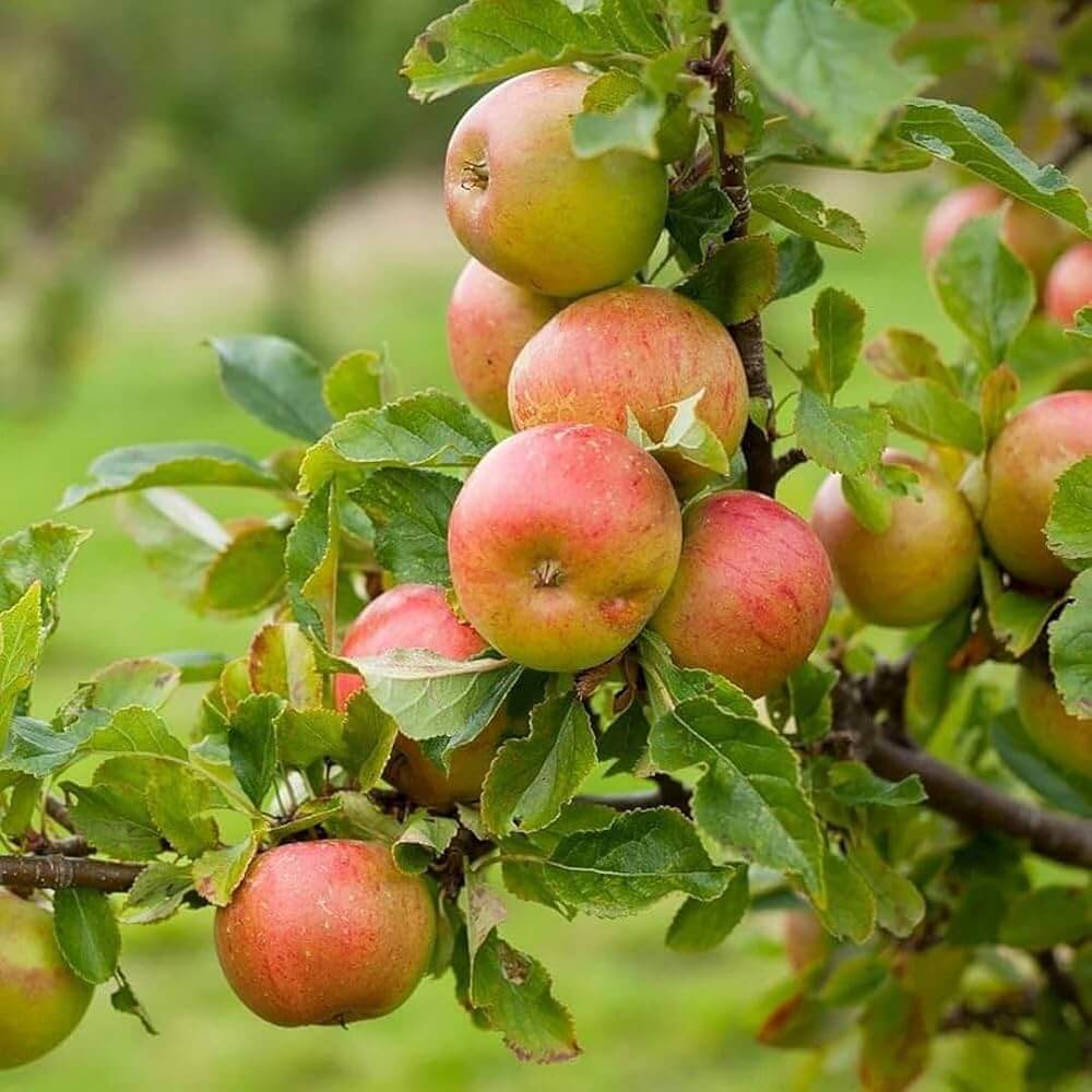 Apple Seeds – Pink and Yellow