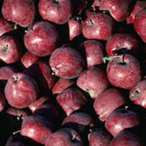 Apple Seeds – Purple