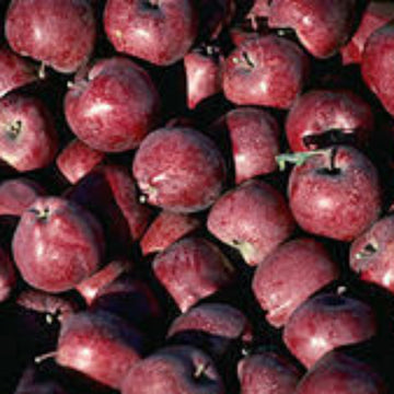 Apple Seeds – Purple