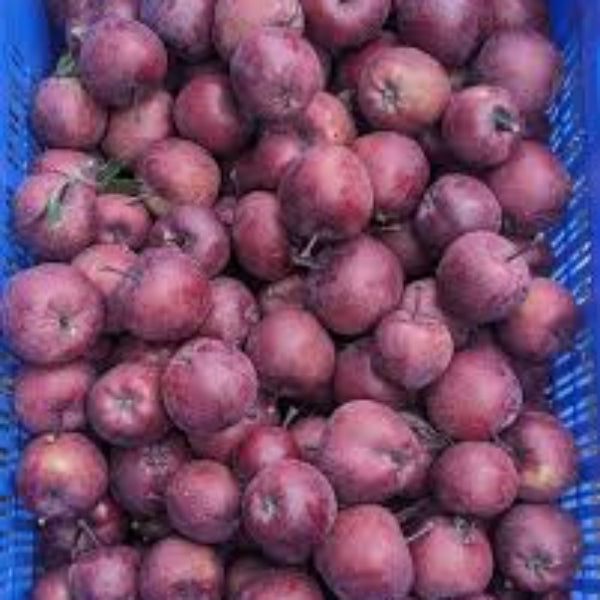 Apple Seeds – Purple