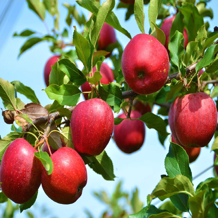 Apple Seeds – Red