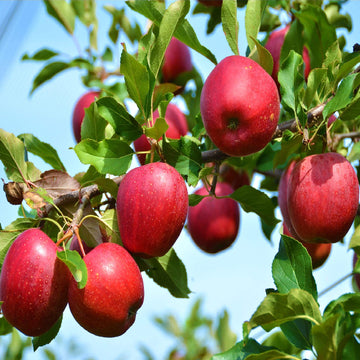 Apple Seeds – Red