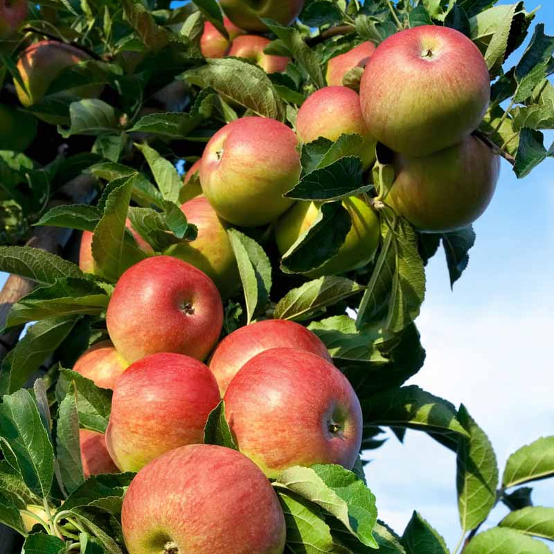 Apple Seeds – Red and Green