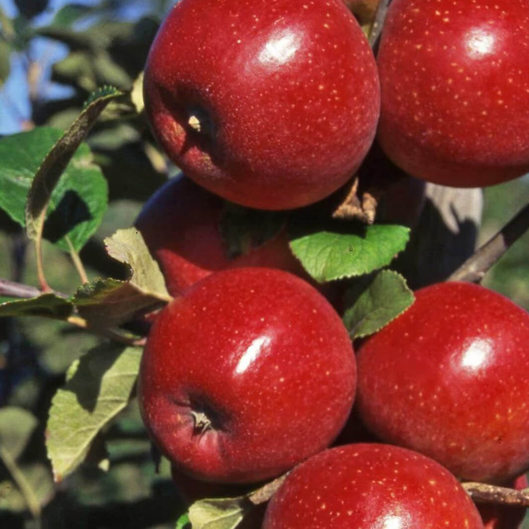 Apple Seeds – Red