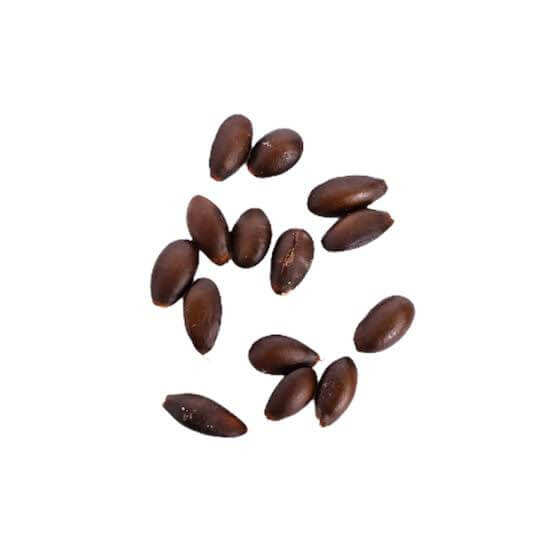 Apple Seeds 
