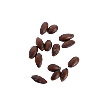 Apple Seeds 