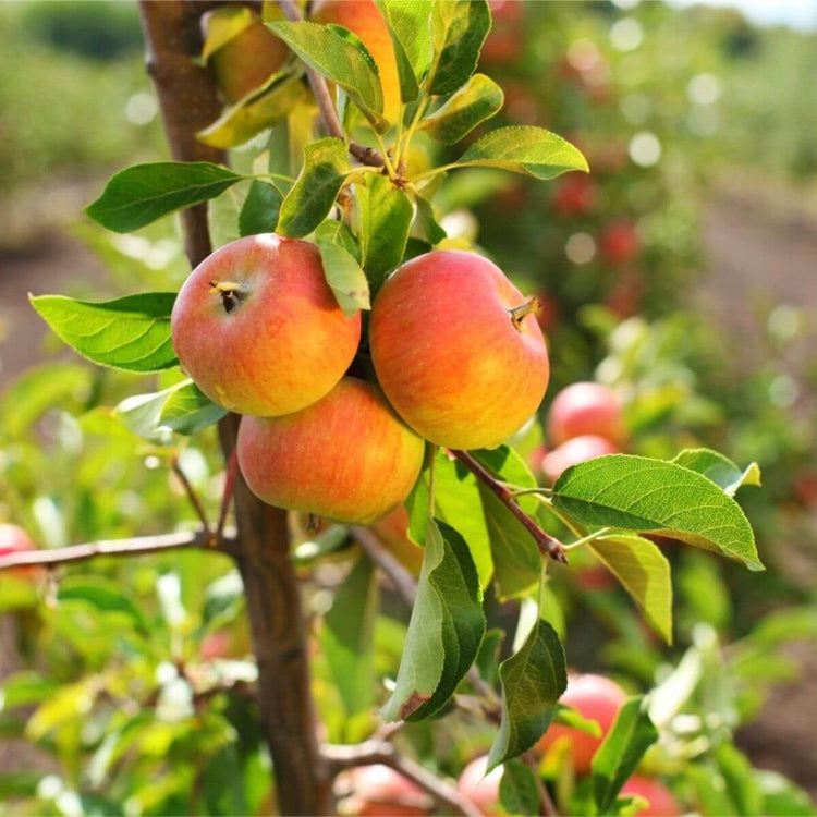 Apple Seeds - All In One For Home Gardens