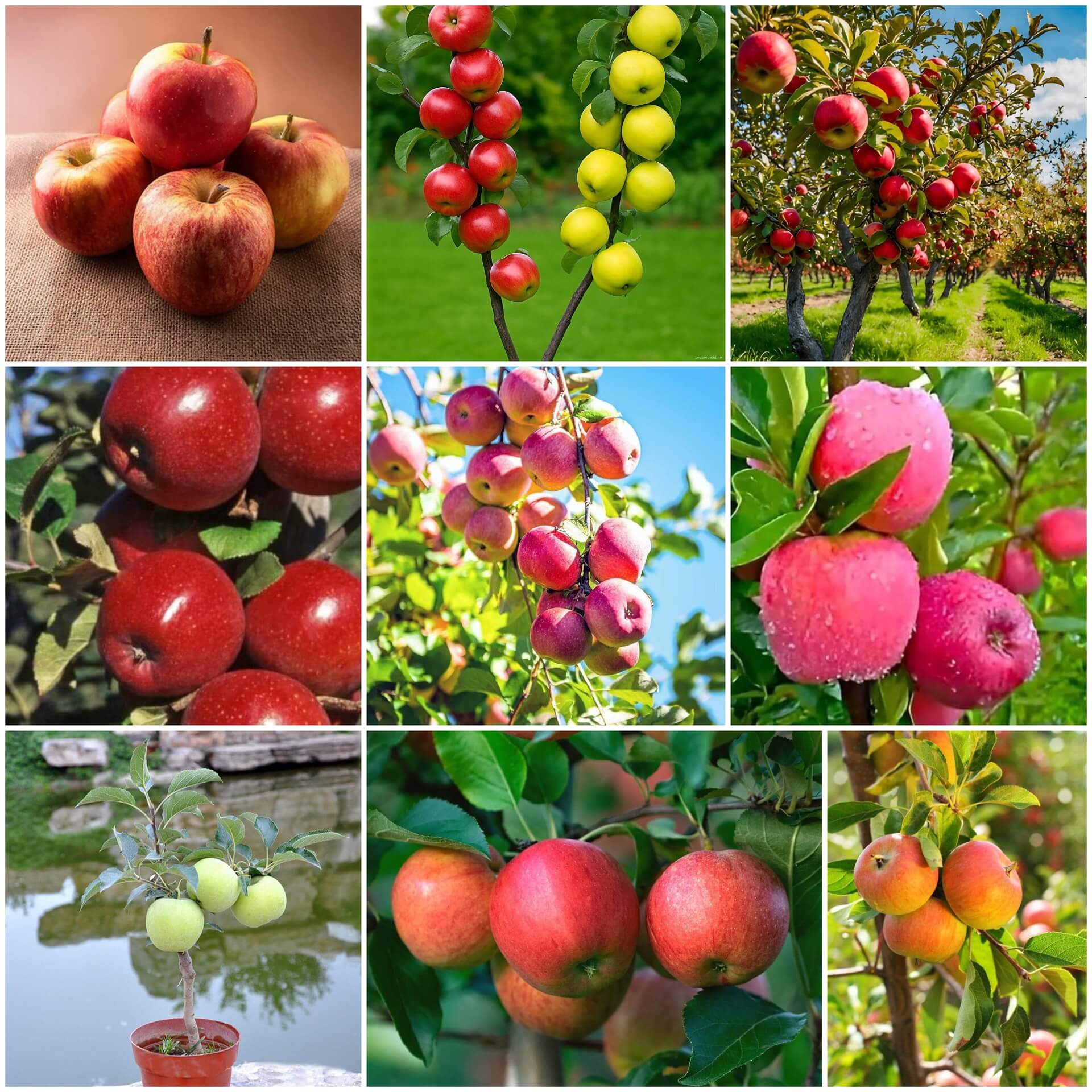 Apple Seeds - All In One For Home Gardens
