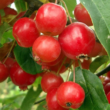 Apple Seeds - Malus Hupehensis

