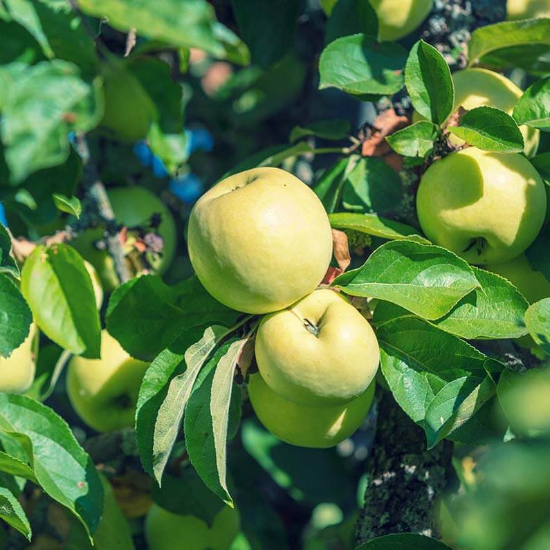 Apple Seeds – Antonovka