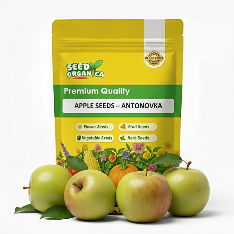Apple Seeds – Antonovka