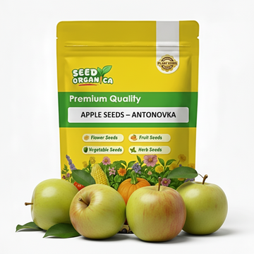 Apple Seeds – Antonovka