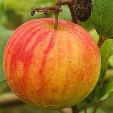 Apple Seeds – Ball Sundari Ber