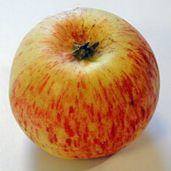 Apple Seeds – Bi-Color & Striped