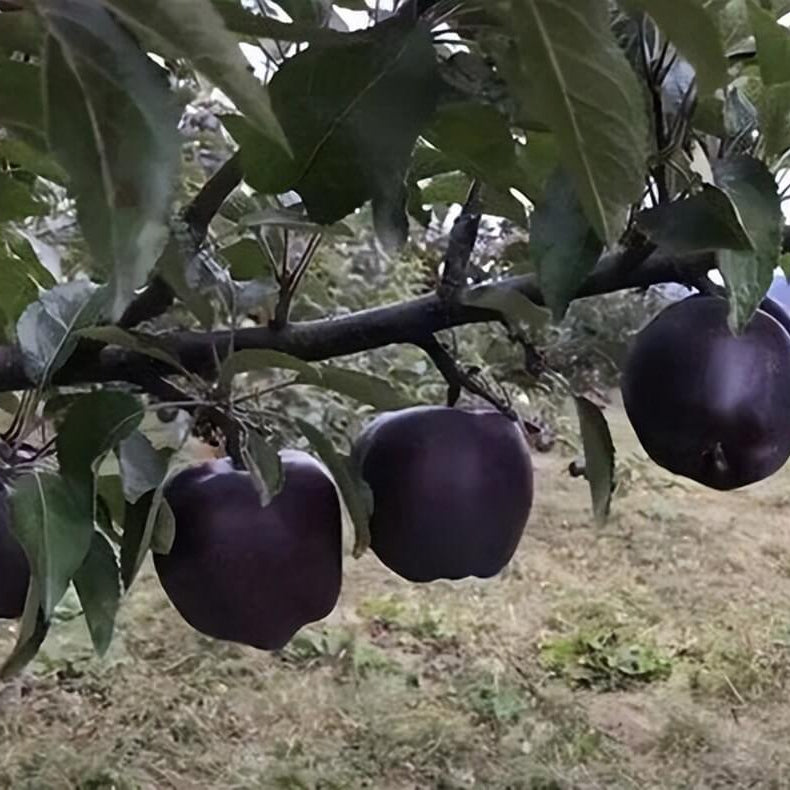 Apple Seeds – Black