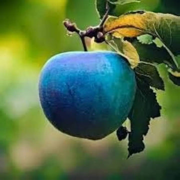 Apple Seeds – Blue