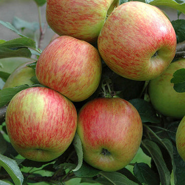 Apple Seeds – Braeburn