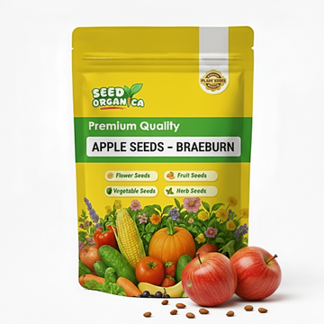 Apple Seeds – Braeburn