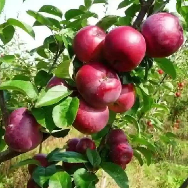 Apple Seeds – Burgundy
